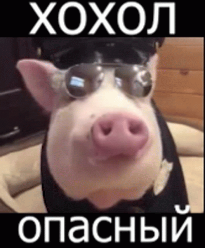 хохол опасный GIF – Хохол Опасный Свинья – Discover & Share GIFs