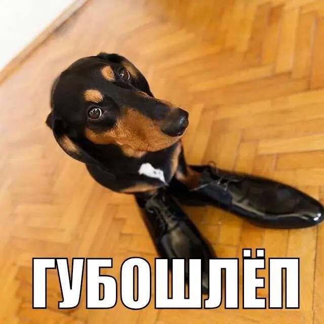 губошлеп