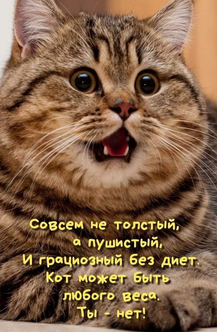 Котяра